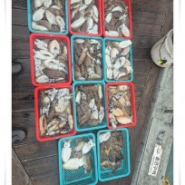 10월 13일 바다2호 갑오징어 조황