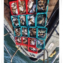 10월 16일 바다2호 갑오징어 조황