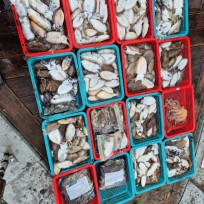 10월 19일 바다2호 갑오징어 조황