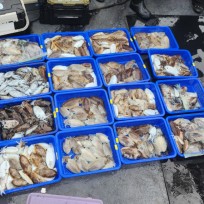 10월 19일 레드피싱호 갑오징어 조…