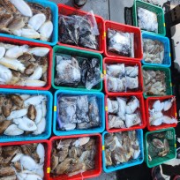 10월 23일 레드피싱호 갑오징어 조…