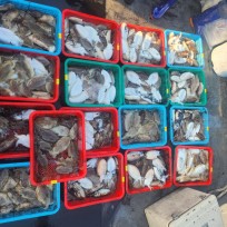 10월 24일 레드피싱호 갑오징어 조…