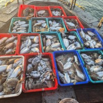 10월 28일 바다2호 갑오징어 조황