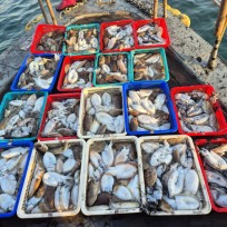 10월 29일 바다2호 갑오징어 조황