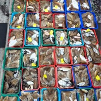 10월 30일 신진자연호 갑오징어 조…