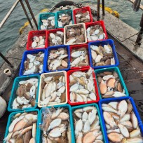 10월 31일 바다2호 갑오징어 조황