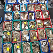 10월 31일 신진자연호 갑오징어 조…