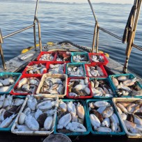 11월 15일 바다2호 갑오징어 조황