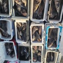 11월 15일 레드피싱호 우럭조황