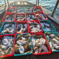 11월 3일 바다2호 갑오징어조황