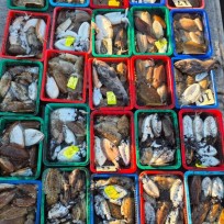 11월 3일 신진자연호 갑오징어 조황