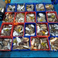 10월 29일 남덕5호 갑오징어 조황