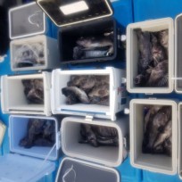 11월 30일 남덕5호 우럭 조황