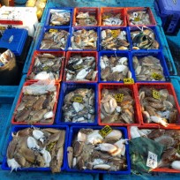 10월 28일 남덕5호 갑오징어 조황