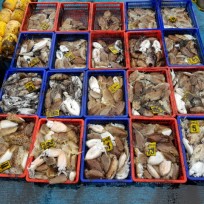 10월 31일 남덕5호 갑오징어 조황