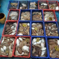 11월 1일 남덕5호 갑오징어 조황