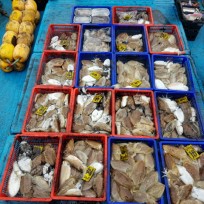 10월 30일 남덕5호 갑오징어 조황