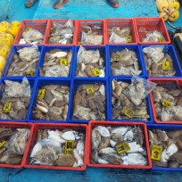 10월 25일 남덕5호 갑오징어 조황