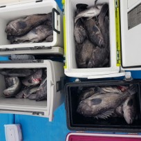 12월 13일 남덕5호 우럭 조황