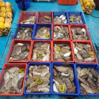 10월 26일 남덕5호 갑오징어 조황