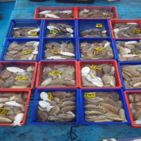 10월 19일 남덕5호 갑오징어 조황