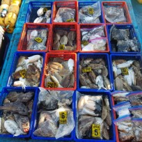 11월 14일 남덕5호 갑오징어 조황