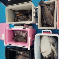 12월 27일 남덕5호 우럭 조황