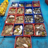 11월 15일 남덕5호 갑오징어 조황