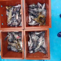 3월 14일 남덕5호 8분 단체 조황